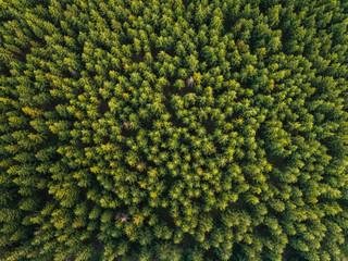 Forest / aerial view