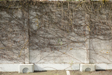 Overgrown Wall Texture