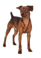 Dog Standing On A White Background