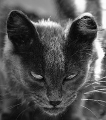 Чёрно-белый портрет злой страшной кошки с порваным ухом