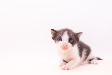 Small kitten isolated on white background.