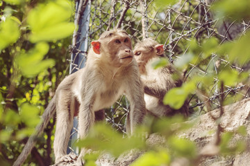 Rhesus Macaque monkey family close to Arunachala ashram at Tiruvannamalai, Tamil Nadu, India