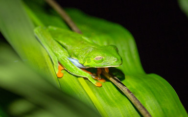 Gaudy Leaf Frog sleeping on a leaf in the rain forest