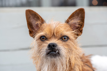 Red small hairy dog