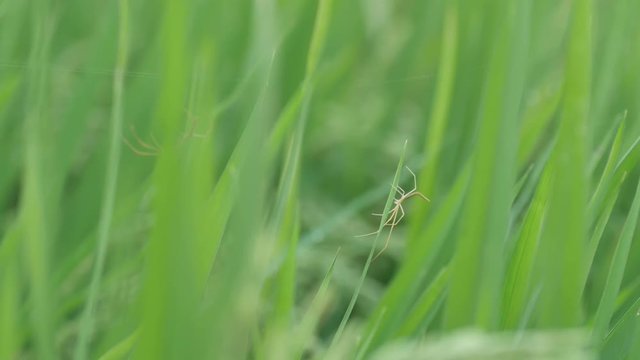 spider activity on the rice leaf tip