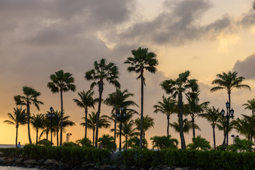 Obraz na płótnie Canvas Palm trees silhouette at sunset