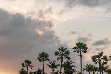 Palm trees silhouette at sunset