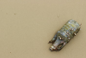 Old dirty plastic bottle overgrown with seashells on a sandy beach after storm. Technogenic pollution of the world ocean. Background with copy space of an environmental disaster