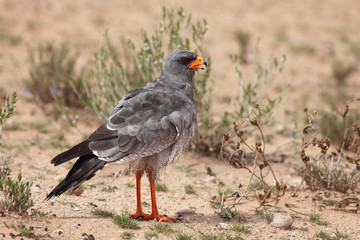 The southern pale chanting goshawk (Melierax canorus) sitting on the ground with open beak in typical position