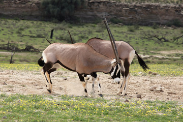 The pair of gemsbok or gemsbuck (Oryx gazella) fighting for females in the riverbed of dried river in the background close to waterhole and with yellow flowers in the ground