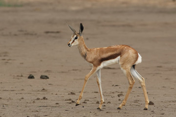 The young springbok (Antidorcas marsupialis) walking in the riverbed of dried river alone in the desert