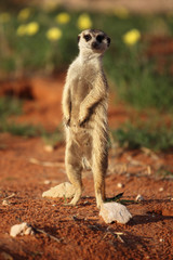 Naklejka na ściany i meble The meerkat or suricate (Suricata suricatta) standing in typical position and keep watch with yellow flower in background and red sands of desert in the ground
