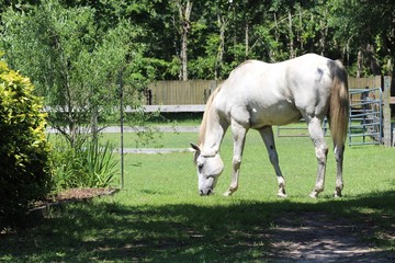 Grey Horse Grazing in Summer Yard