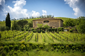 Fototapeta na wymiar Chianti vineyards in Tuscany, Italy.