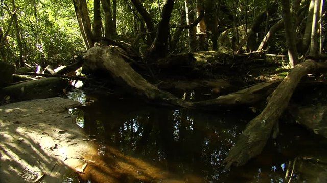 Slow motion tracking shot moving left to right through a ?rainforest