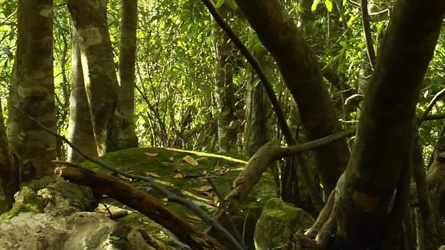 Slow motion tracking shot moving left to right through a ?rainforest