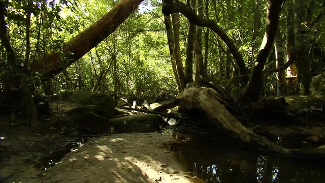 Slow motion tracking shot moving left to right through an Australian rainforest