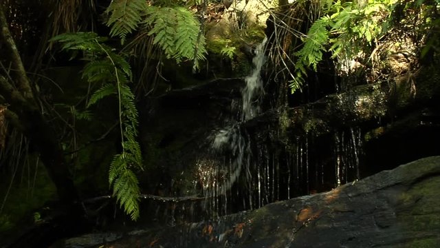 Slow motion tracking shot moving left to right through an Australian rainforest showing small waterfall