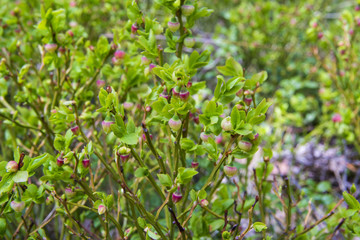 Flowers and leaves of blueberry, Finland