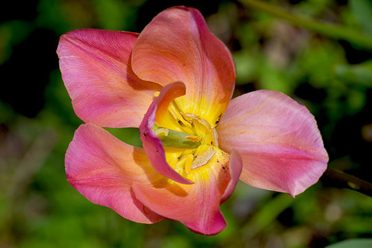Tulip&aacute;n - 09