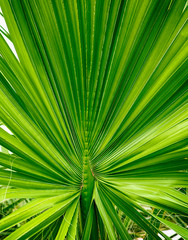 Fototapeta premium Closeup of palm tree leaf.