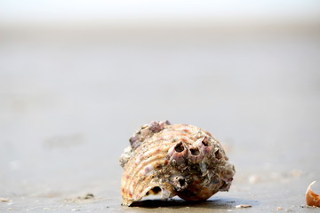 shell