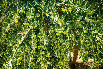 Olive tree with unripe olives.