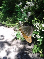 Day butterfly from the family nymphalidae.
