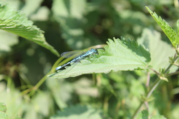 Blaue Federlibelle