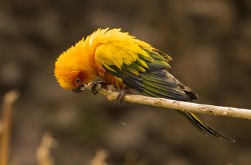Sun Conure (Aratinga solstitialis) sitting on a branch.