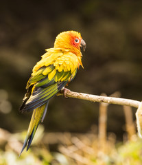 Sun Conure (Aratinga solstitialis) sitting on a branch.