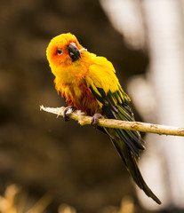Sun Conure (Aratinga solstitialis) sitting on a branch.