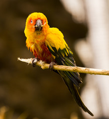 Sun Conure (Aratinga solstitialis) sitting on a branch.