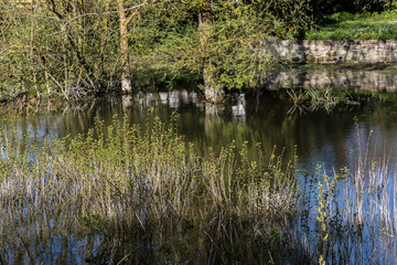 Marshy Ground along river