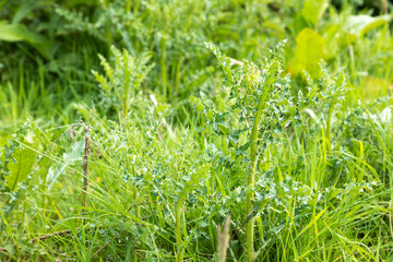 weed diestel in grass