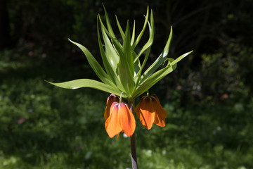 Orange Flower in Park