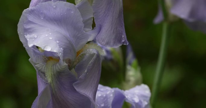 Extreme close up of a puple iris bloom after a rain with water droplets on the petals