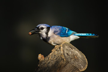 Blue Jay with Peanut