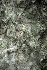 birch bark covered with moss - 207446684