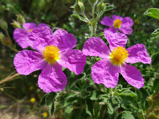 Fiori  selvatici