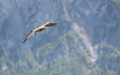 Greifvogelschau 