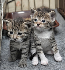 three little tiny striped kittens in a cage in a shelter together