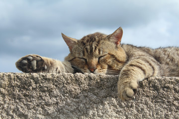 chat tigré dormant sur un mur
