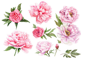 watercolor drawings of peonies. set of flowers and leaves © Toshka
