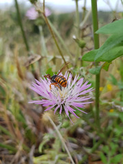 Fiori  selvatici