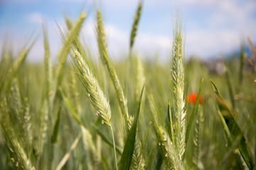Getreide-Ähren im Frühjahr, Feld, Ackerbau