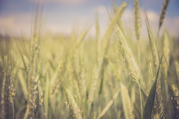 Getreide-Ähren im Frühjahr, Feld, Ackerbau