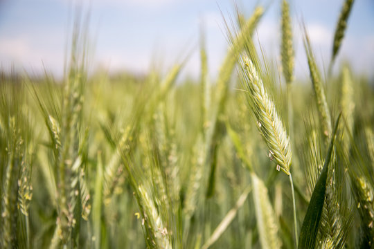 Getreide-Ähren im Frühjahr, Feld, Ackerbau