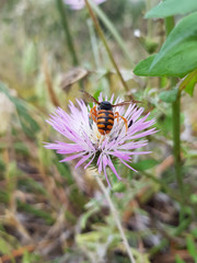 Fiori  selvatici