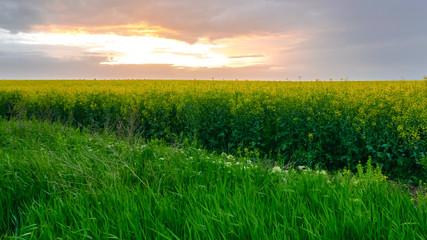 The field of flowering rape